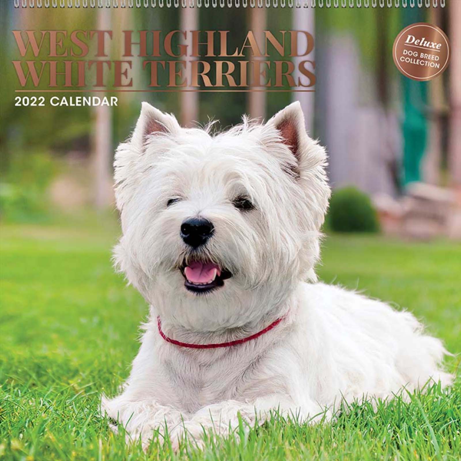 Deluxe West Highland White Terrier Calendar Yorkshire Trading Company