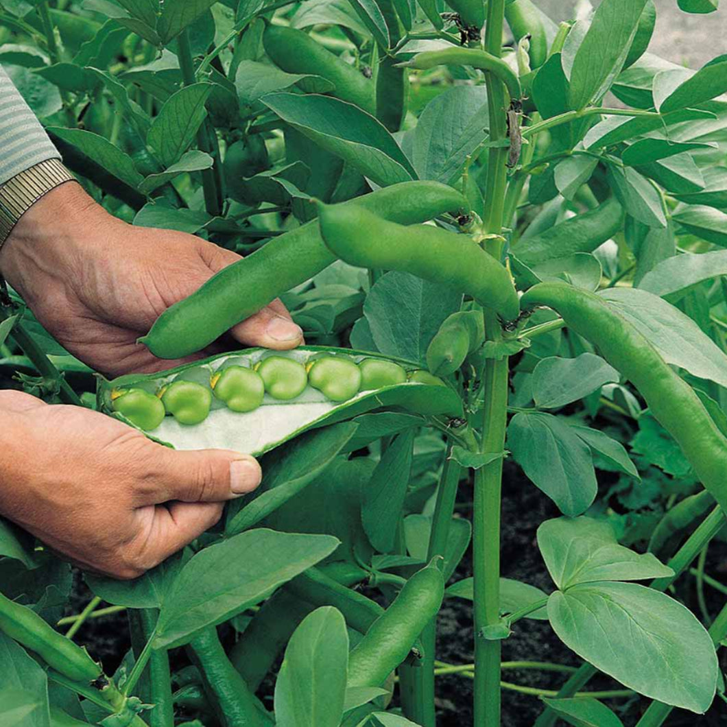 Suttons Masterpiece Green Longpod Bean Broad Seeds