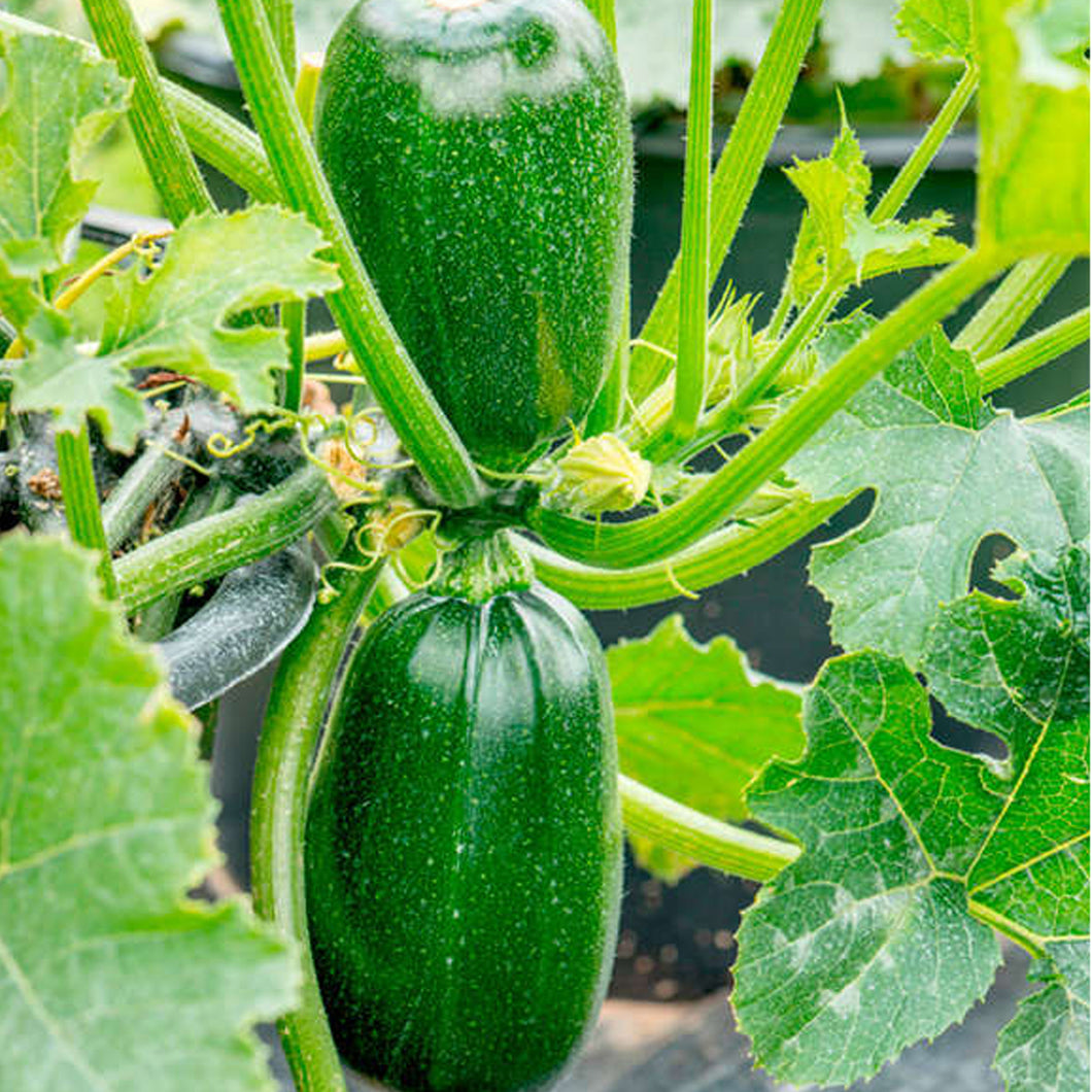 Suttons Courgette Seeds - F1 Green Griller