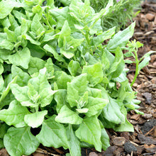 Load image into Gallery viewer, Spinach Seeds - New Zealand
