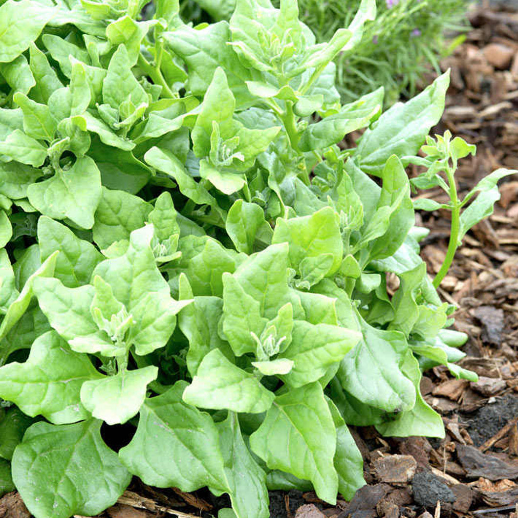 Spinach Seeds - New Zealand