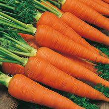 Load image into Gallery viewer,  Johnsons Carrot Autumn King Seeds
